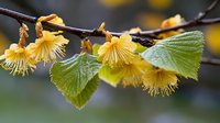 Delicate yellow winter hazel flowers blooming on branch with fresh spring green leaves against blurred natural background, seasonal nature macro photography.