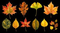 Autumn leaves collection isolated on transparent background, ready for t-shirt design, clipart, stickers, sublimation and print-on-demand projects.