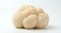 Fresh lion's mane mushroom cluster with white spines on clean background for culinary and health supplement marketing materials.