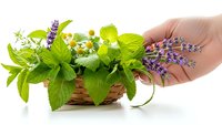 Fresh aromatic herbs in wicker basket with hand picking lavender sprig. Mint, chamomile and medicinal plants collection for natural remedies and cooking.