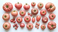 Fresh organic tomatoes collection featuring various heirloom varieties in pink and red colors arranged on white background for healthy cooking concepts.