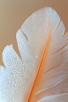 Delicate white feather with intricate texture and soft lighting showcasing natural patterns and fine details for wellness and spa design concepts.