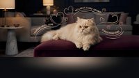 Fluffy long-haired cat sitting on burgundy velvet cushion with wellness and stress-free living text overlay, cozy home interior setting for lifestyle and pet care content.