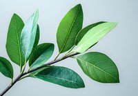 Fresh green magnolia leaves branch with detailed leaf texture and veins against light background, botanical nature close up macro photography.