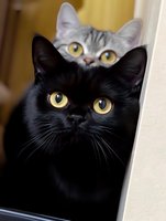 Curious black cat with bright yellow eyes in foreground while gray tabby cat peeks from behind, creating playful composition against light background.