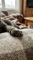 Tabby cat paw hanging over cozy knitted blanket in warm sunlit living room with wooden furniture creating peaceful domestic atmosphere for relaxation content.