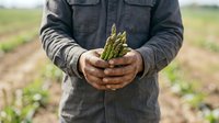 Farmer holding fresh green asparagus spears in hands over cultivated field, representing organic vegetable harvest and sustainable agriculture.