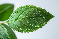 Fresh green leaf with morning dew drops on surface, macro photography showing natural water beads and detailed leaf texture in bright light. Suitable for eco designs.