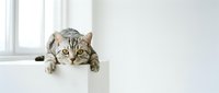 Adorable tabby kitten peeking over white surface with curious expression in bright interior space for pet care and animal lover content.