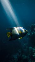 Tropical fish with white and black striped pattern and yellow fins swimming underwater in deep blue ocean with sunlight rays filtering through water and coral reef below.