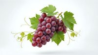 Fresh red grape cluster with green vine leaves and tendrils isolated on white background for wine making, healthy eating and organic fruit designs.