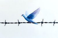 White dove perched on barbed wire fence against light background, symbolizing hope, freedom and peace in face of obstacles and barriers.