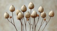 Dried seed pods on thin stems create natural botanical arrangement against neutral background for organic home decor and craft projects.