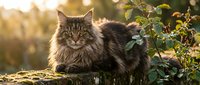 Tabby cat with long fur standing on log in natural outdoor setting with green foliage and warm sunlight, suitable for pet, nature and wildlife content.