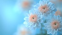 Delicate white and pink chrysanthemum flowers in soft focus against dreamy blue background, creating romantic floral composition for wedding and spring designs.
