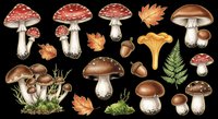 Mushroom and autumn foliage collection isolated on transparent background. Ready for t-shirt designs, clipart, stickers, print-on-demand products, and sublimation projects.