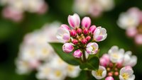 Small white and pink flowers blooming on green stems with soft blurred floral background. Spring garden nature photography for botanical designs.