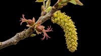 Spring tree branch with catkin and budding flowers, isolated on transparent background. Great for botanical clipart, nature stickers, t-shirt design, and print on demand.