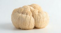 Lion's mane mushroom cluster with flowing white spines on clean background for culinary and health supplement marketing materials.