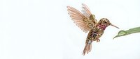 Ornate hummingbird with intricate golden patterns feeding from green leaf on white background, isolated design element for decorative projects.