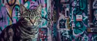 Tabby cat with striking green eyes staring directly at camera against vibrant graffiti wall background with purple, teal, and pink street art for urban pet and contemporary lifestyle projects.
