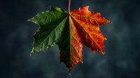 Single maple leaf showing dramatic seasonal transition from green to vibrant orange and red autumn colors against dark blurred background.