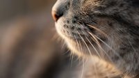 Close-up macro shot of tabby cat whiskers and nose in warm golden sunlight with soft bokeh background for pet care and feline photography projects.