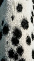Black and white spotted animal fur texture with natural markings, suitable for wildlife backgrounds, nature designs, and animal-themed projects.