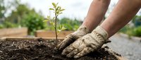 Adult male with medium skin tone planting young seedling in soil, hands covered in dirt, agricultural field background, sustainable farming and environmental conservation concept.