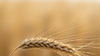 Golden wheat ear with long awns against warm blurred background. Agricultural harvest concept for farming, grain production, and food industry applications.