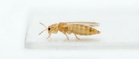 Termite insect isolated on white background, side view of pale wood-eating pest for educational, scientific, and pest control documentation purposes.