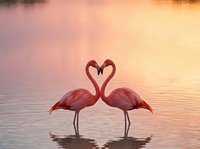 Two pink flamingos forming a heart shape with their necks while standing in shallow water at sunset. Romantic wildlife scene with warm golden and pink tones reflecting on calm water surface.