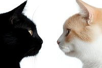 Black and cream colored cats facing each other in profile against white background, dramatic contrast highlighting facial features and whiskers, isolated studio portrait.