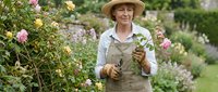 Senior Caucasian woman gardener in apron and hat tending colorful roses in blooming garden during spring season. Hobby retirement lifestyle concept.