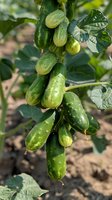Fresh organic cucumbers growing on vine in garden, covered with morning dew drops. Natural farming background perfect for healthy eating and agriculture concepts.