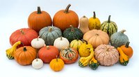 Colorful autumn harvest display featuring various pumpkins, gourds and squash in orange, white, green and yellow tones isolated on white background.