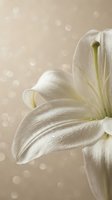 White lily flower with delicate petals and green stamens against soft beige background with bokeh lights, suitable for floral designs and wedding themes.