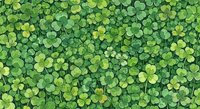 Lush green clover field seamless pattern, vibrant shamrock leaves filling the frame, perfect for Saint Patricks Day backgrounds and nature designs.
