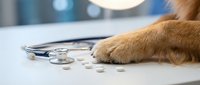 Dog paw next to stethoscope and pills on white veterinary table in modern clinic office for pet healthcare and medical treatment concepts.