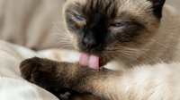 Siamese cat with blue eyes grooming its paw, licking with pink tongue, resting on soft beige fabric, close-up portrait of purebred feline.
