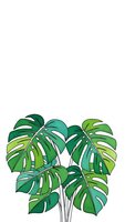 Tropical monstera plant with large split leaves isolated on white background for interior design and botanical decoration projects.