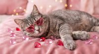 Adorable gray tabby cat lying on pink bedding surrounded by red heart decorations and rose petals with warm bokeh lights creating romantic atmosphere.