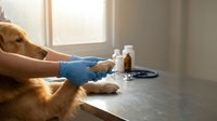 Golden retriever receiving veterinary examination with stethoscope on table in clinic setting for healthcare and pet care concepts.