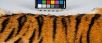 Tiger fur texture with black stripes on orange background showing natural wild animal pattern for textile design and creative projects.