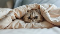 Adorable Persian cat with expressive blue eyes peeking out from under soft beige blanket on bed, creating cozy and warm atmosphere for pet lifestyle content.