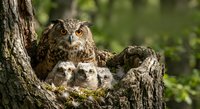 Great horned owl mother with three fluffy owlets nestled in tree hollow. Wildlife family portrait showcasing parental care in natural forest habitat.