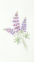 Watercolor lupine flowers with purple blooms and green stems isolated on white background for botanical art and floral design projects.