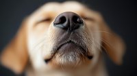 Close-up macro shot of golden retriever dog nose and whiskers against dark background, showing detailed texture of wet nose and facial features.