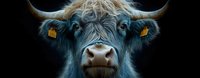 Close up portrait of highland cattle with long horns and shaggy fur against dark background, dramatic lighting highlights yellow ear tags and intense gaze.