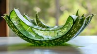 Fresh aloe vera leaf with water drops on green translucent surface showing natural pattern and texture in bright sunlight against blurred background.